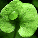 清清雨滴.gif