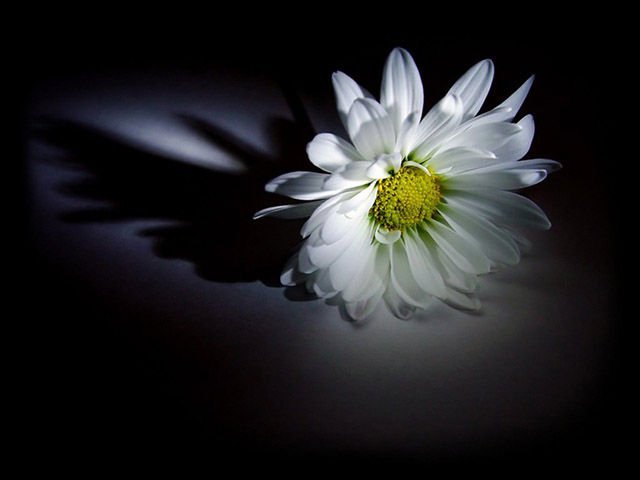 花.jpg