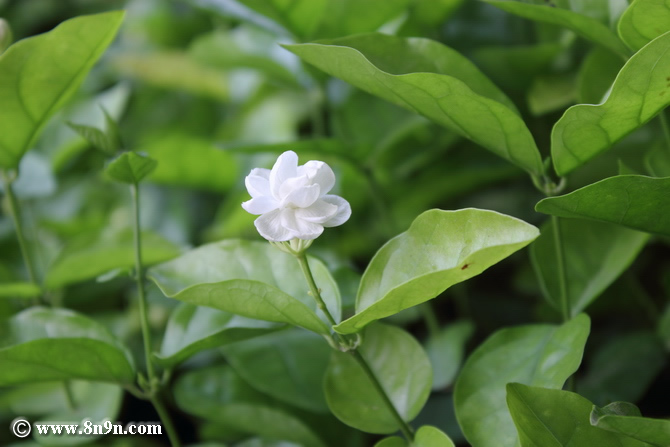 茉莉.jpg