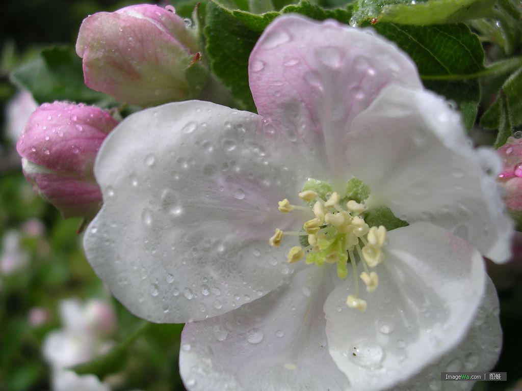 雨花.jpg