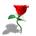 红玫瑰.gif