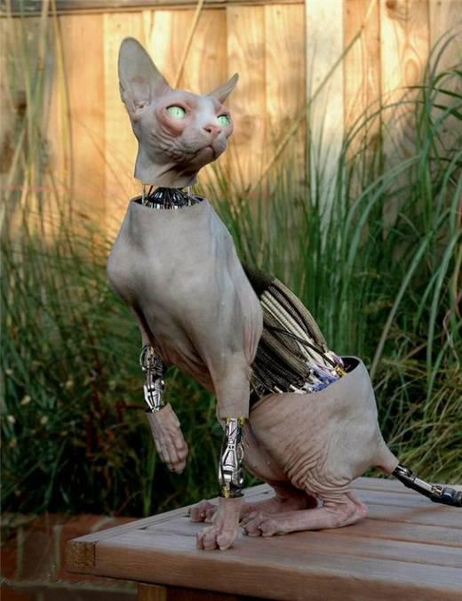 猫2.jpg