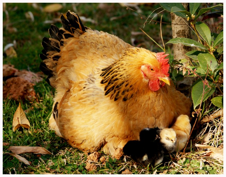 母鸡.jpg