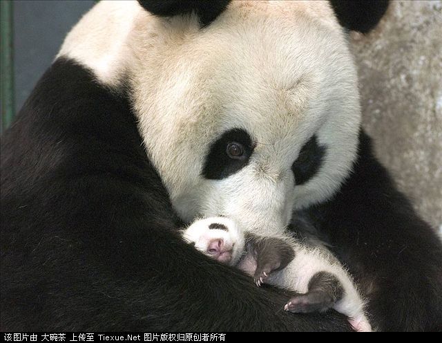 熊猫.jpg