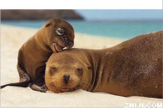 海豹.jpg