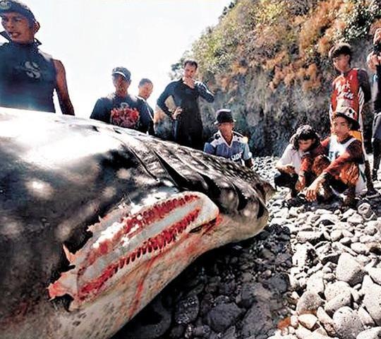 Help shark.JPG