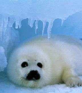 海豹10.jpg