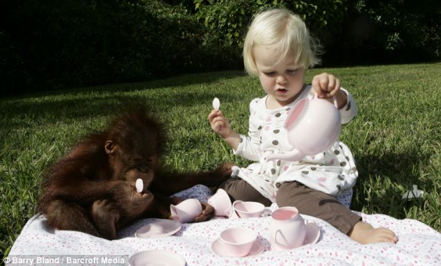orangutan_girl4.jpg