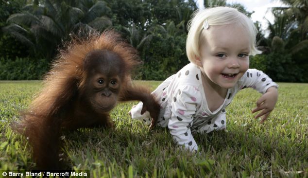 orangutan_girl.jpg