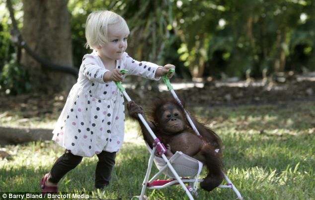 orangutan_girl3.jpg