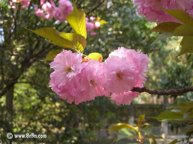 樱花.jpg