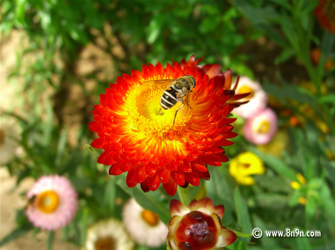 麦秆菊.jpg
